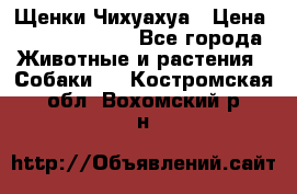 Щенки Чихуахуа › Цена ­ 12000-15000 - Все города Животные и растения » Собаки   . Костромская обл.,Вохомский р-н